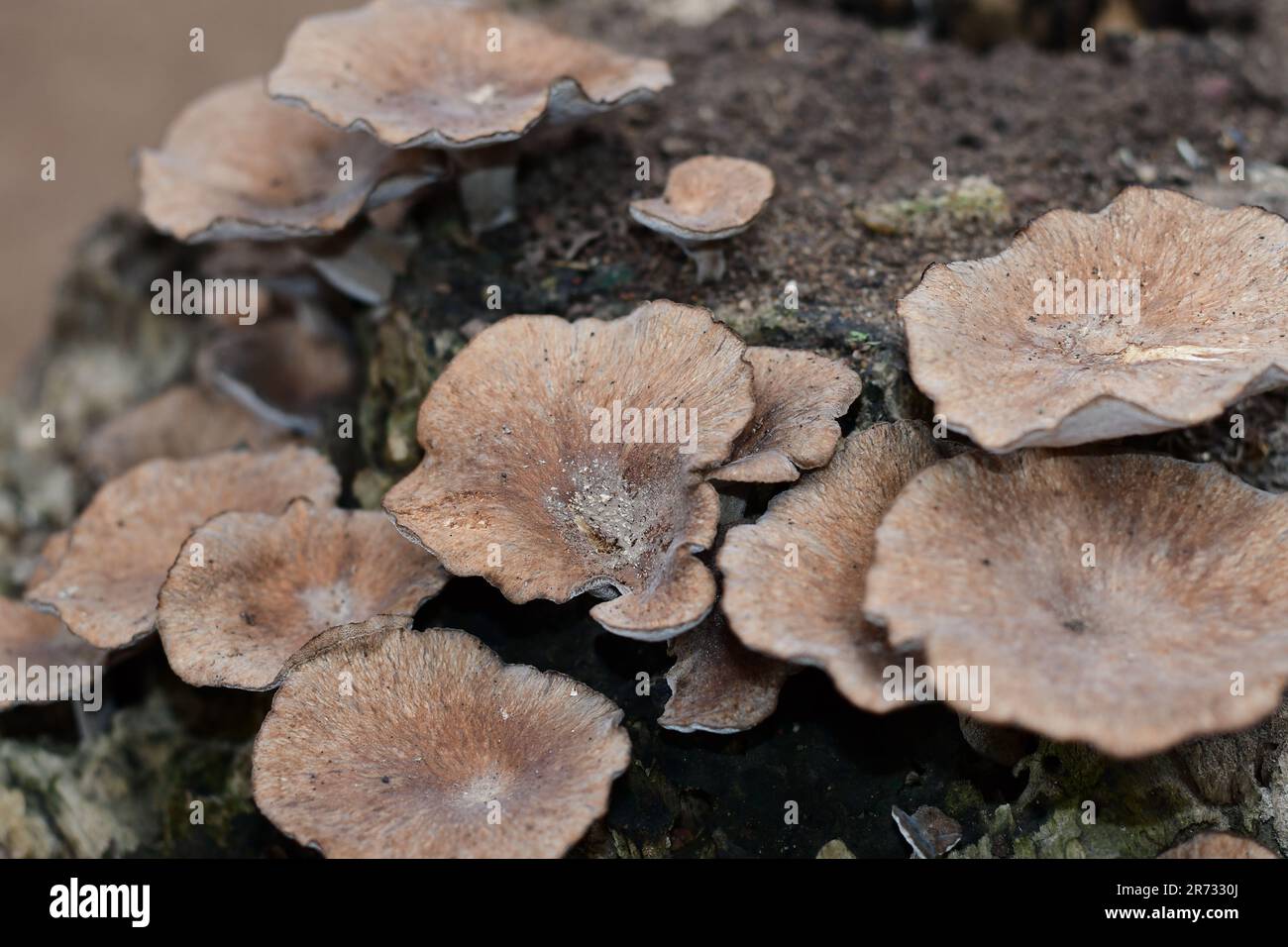The mushrooms growing on a tree stump Stock Photo - Alamy