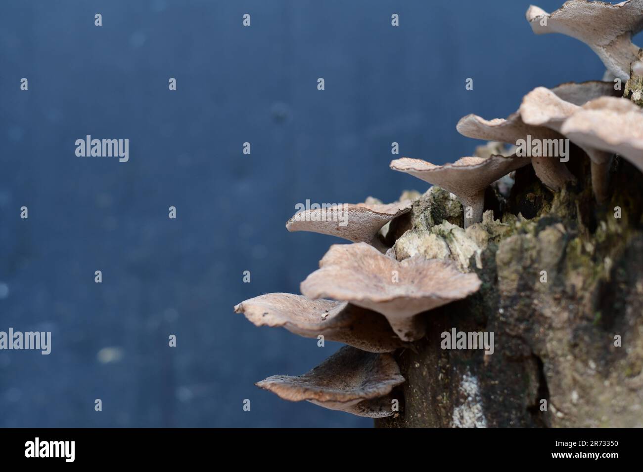 The mushrooms growing on a tree stump Stock Photo - Alamy