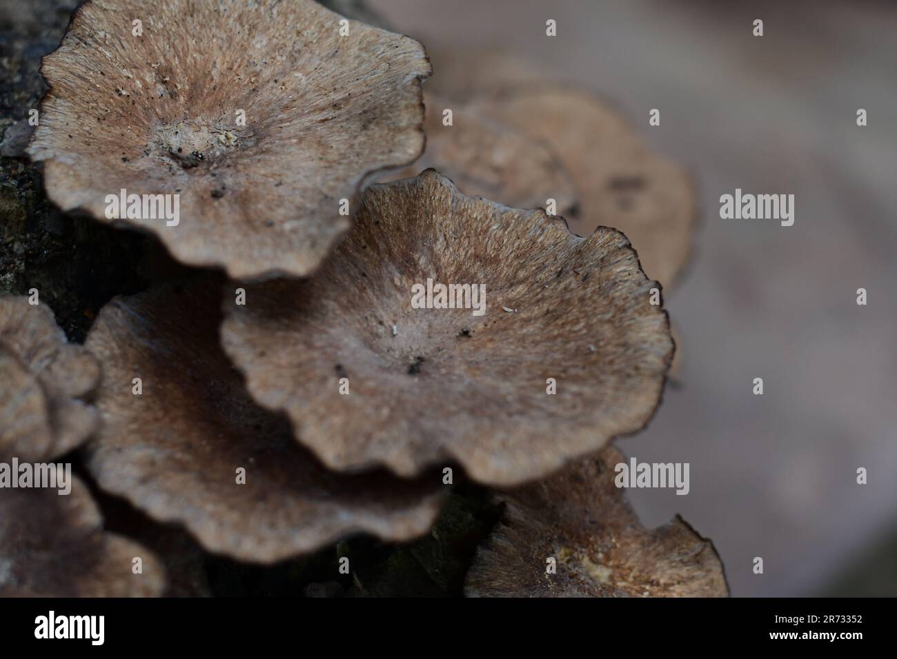 The mushrooms growing on a tree stump Stock Photo - Alamy