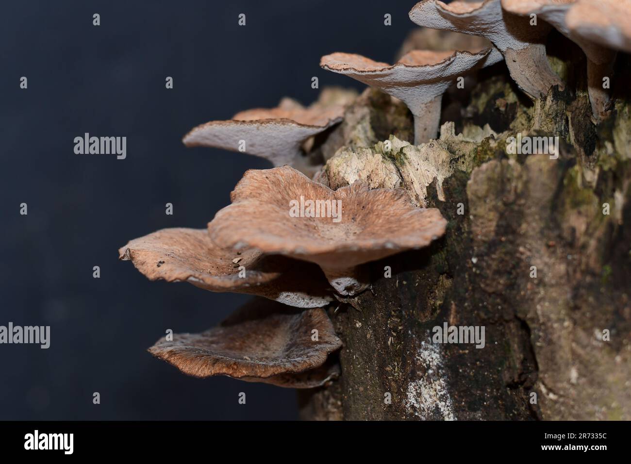 The mushrooms growing on a tree stump Stock Photo - Alamy