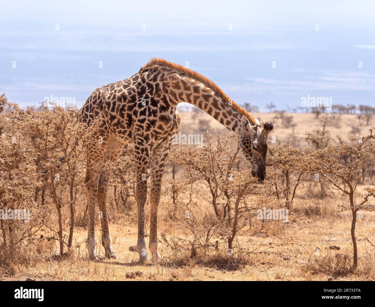 magnificent giraffe bending over to eat on the savannah Stock Photo - Alamy