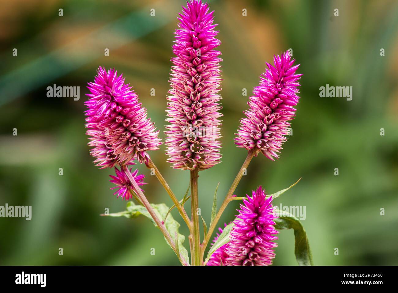 Fireweed (Celosia spicata) plant, flower,  in bloom Stock Photo