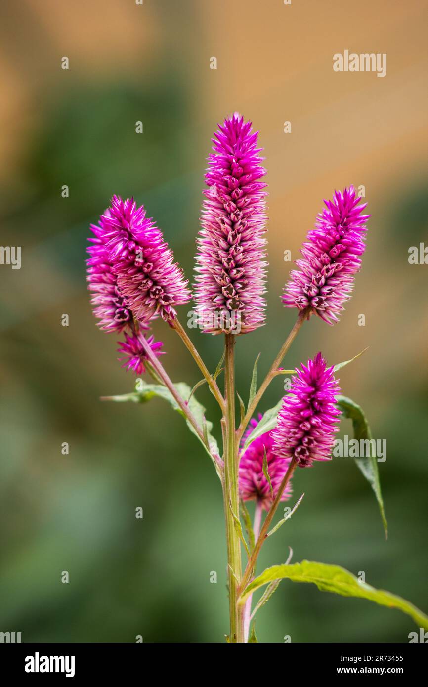 Fireweed (Celosia spicata) plant, flower,  in bloom Stock Photo