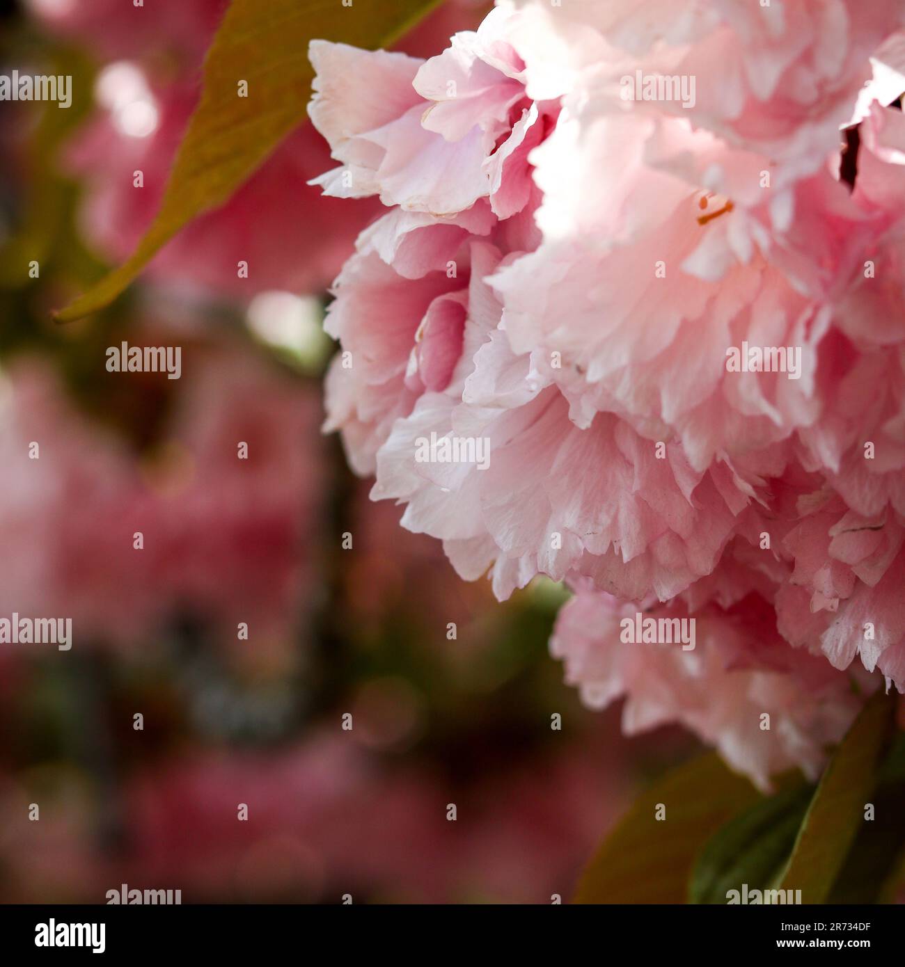 My Image 25