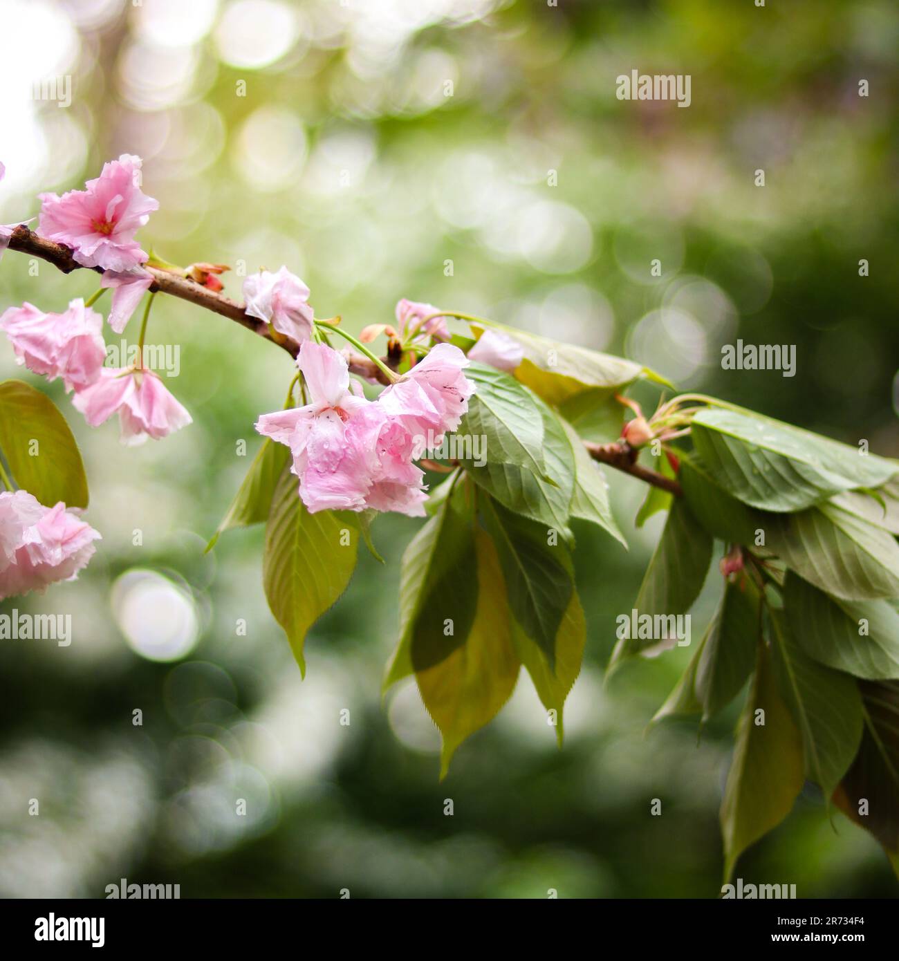 My Image 27