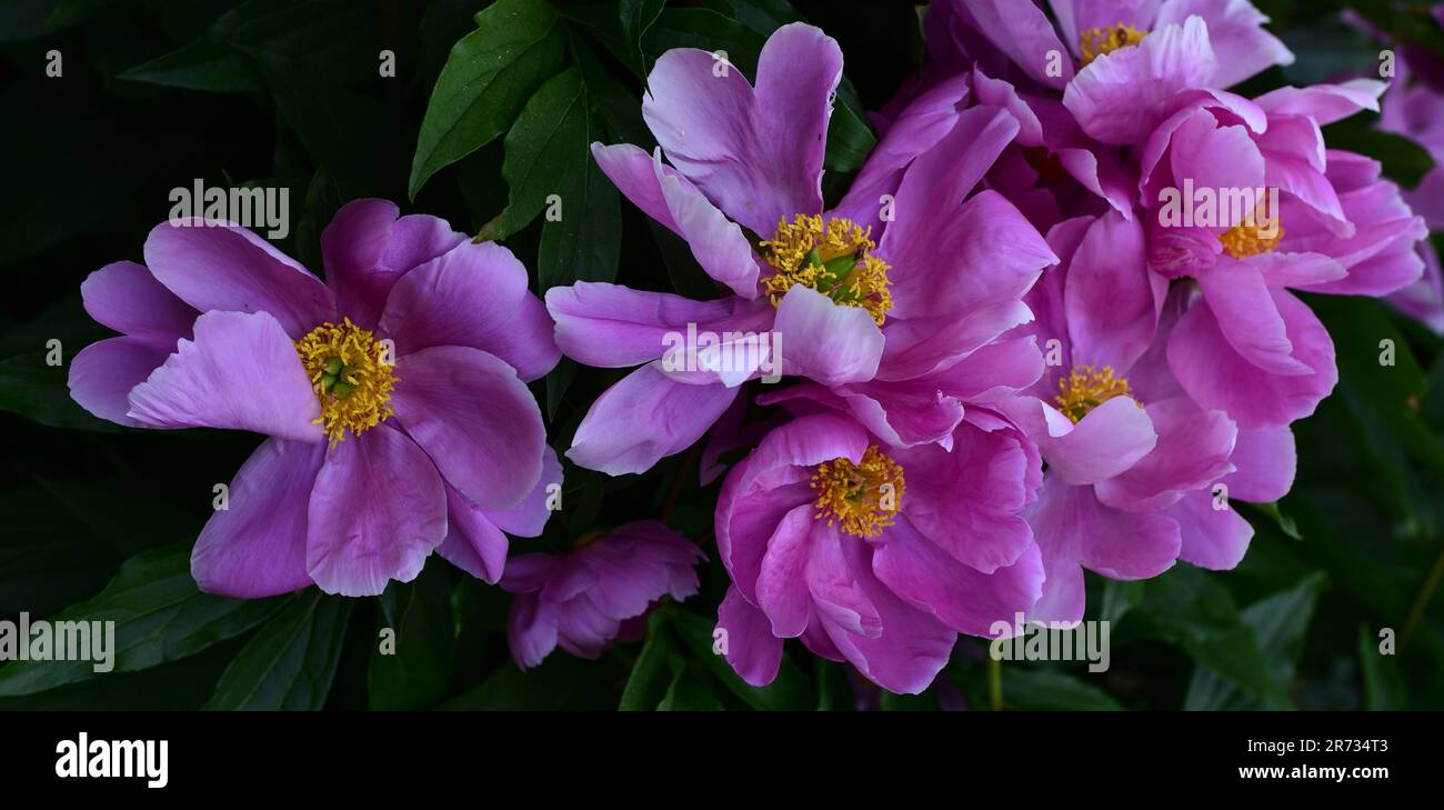 Pink Peony flowers with green leaf background Stock Photo - Alamy