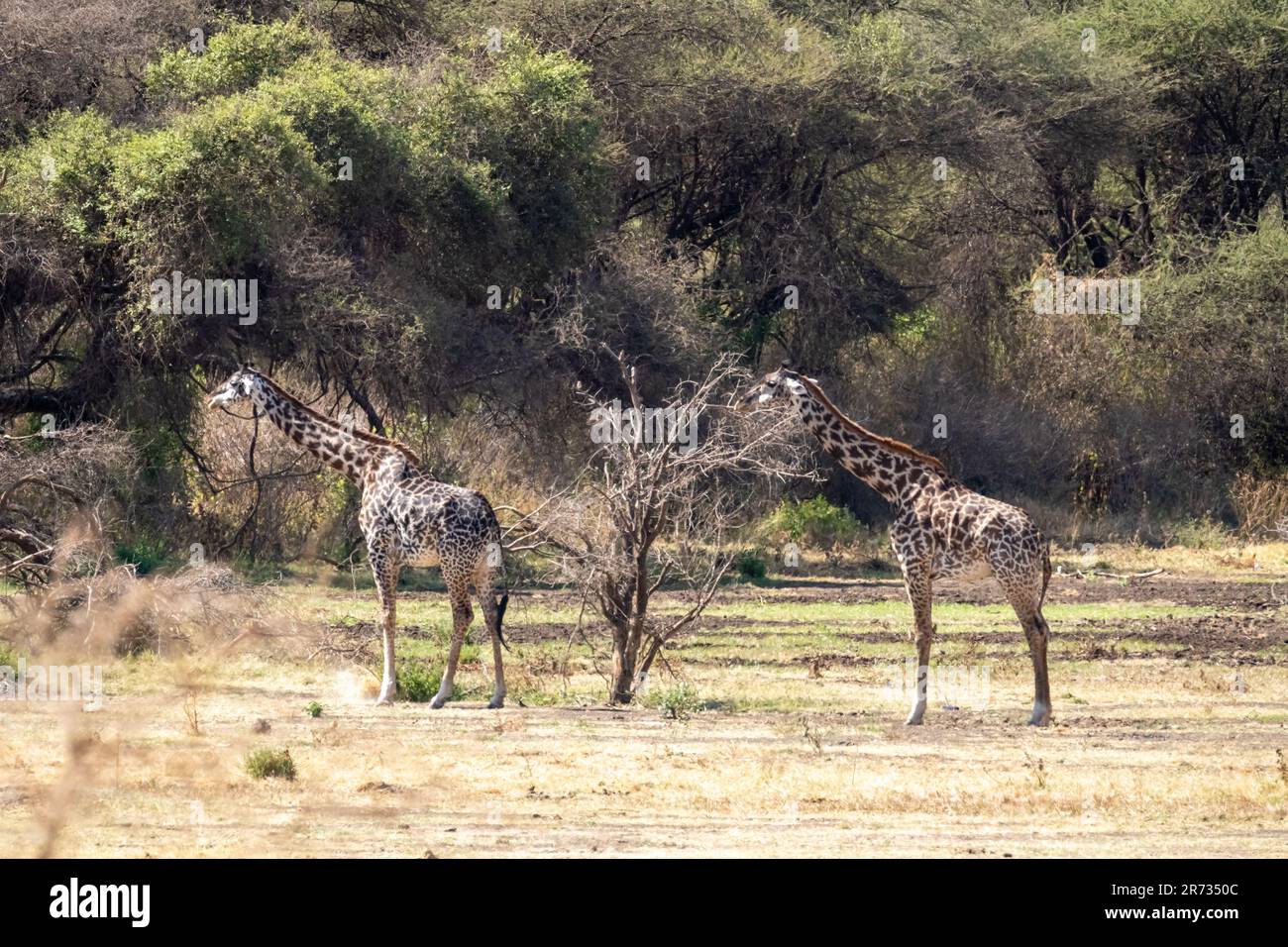African giraffes eat in hi-res stock photography and images - Alamy
