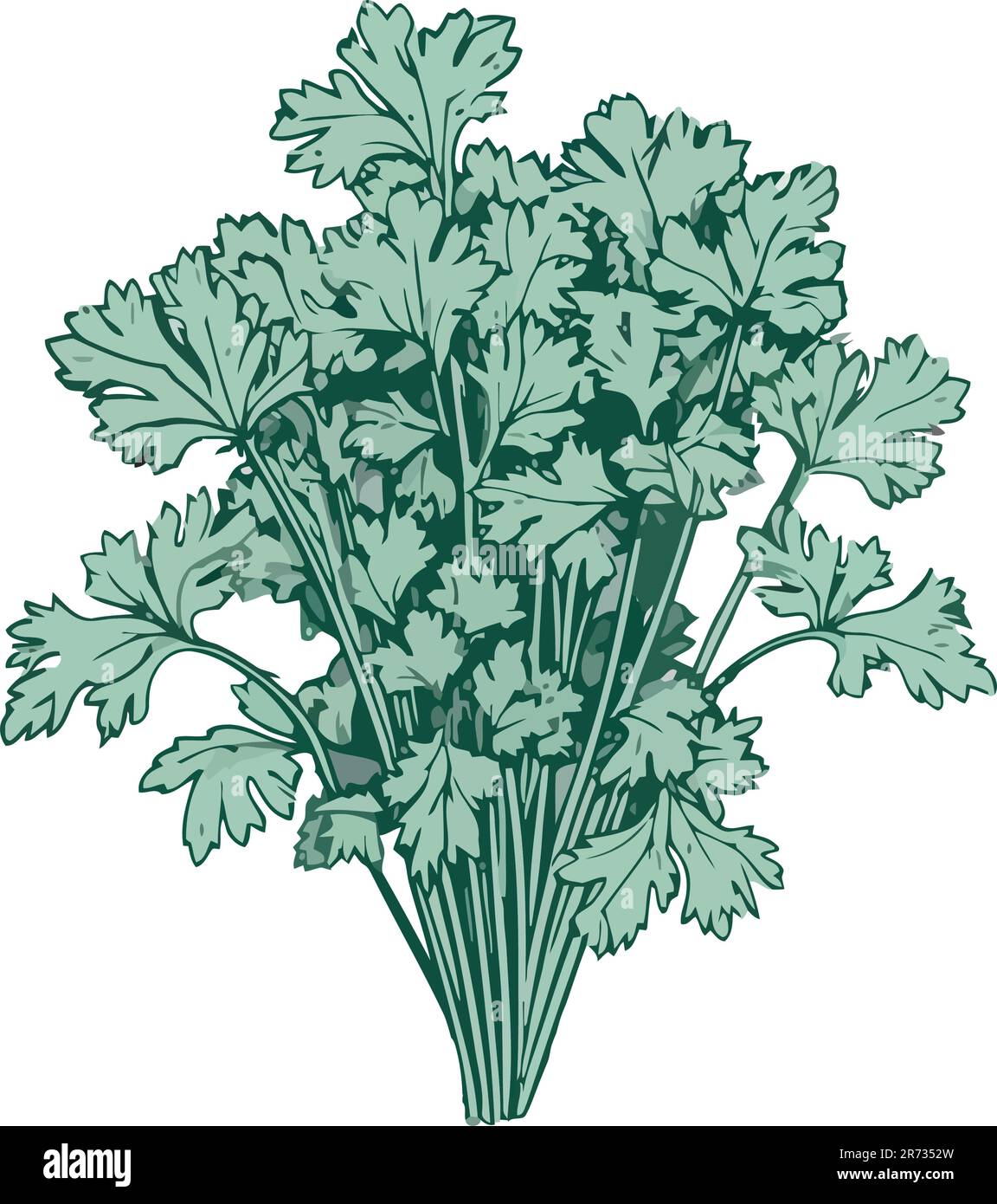 Fresh herbs and vegetables parsley Stock Vector Image & Art - Alamy