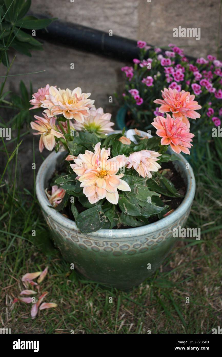 Flowers in plant pot in garden Stock Photo Alamy