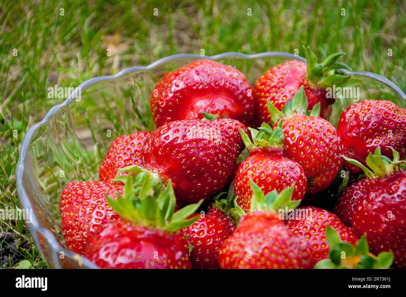 fresh strawberries in a glass bowl laying on the grass. Close up shot ...