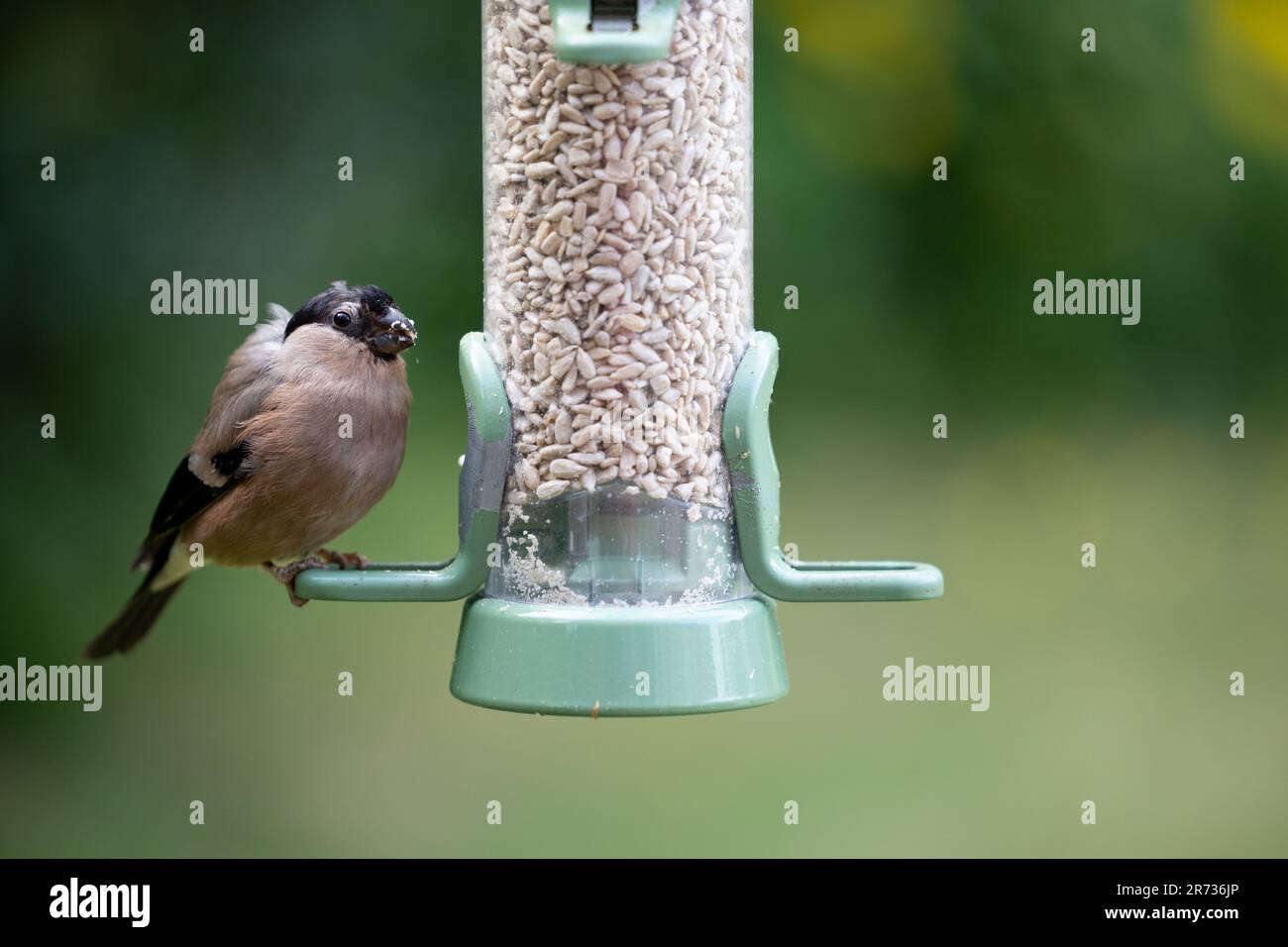 Female Bullfinch (pyrrhula pyrrhula) feeding at a sunflower seed bird