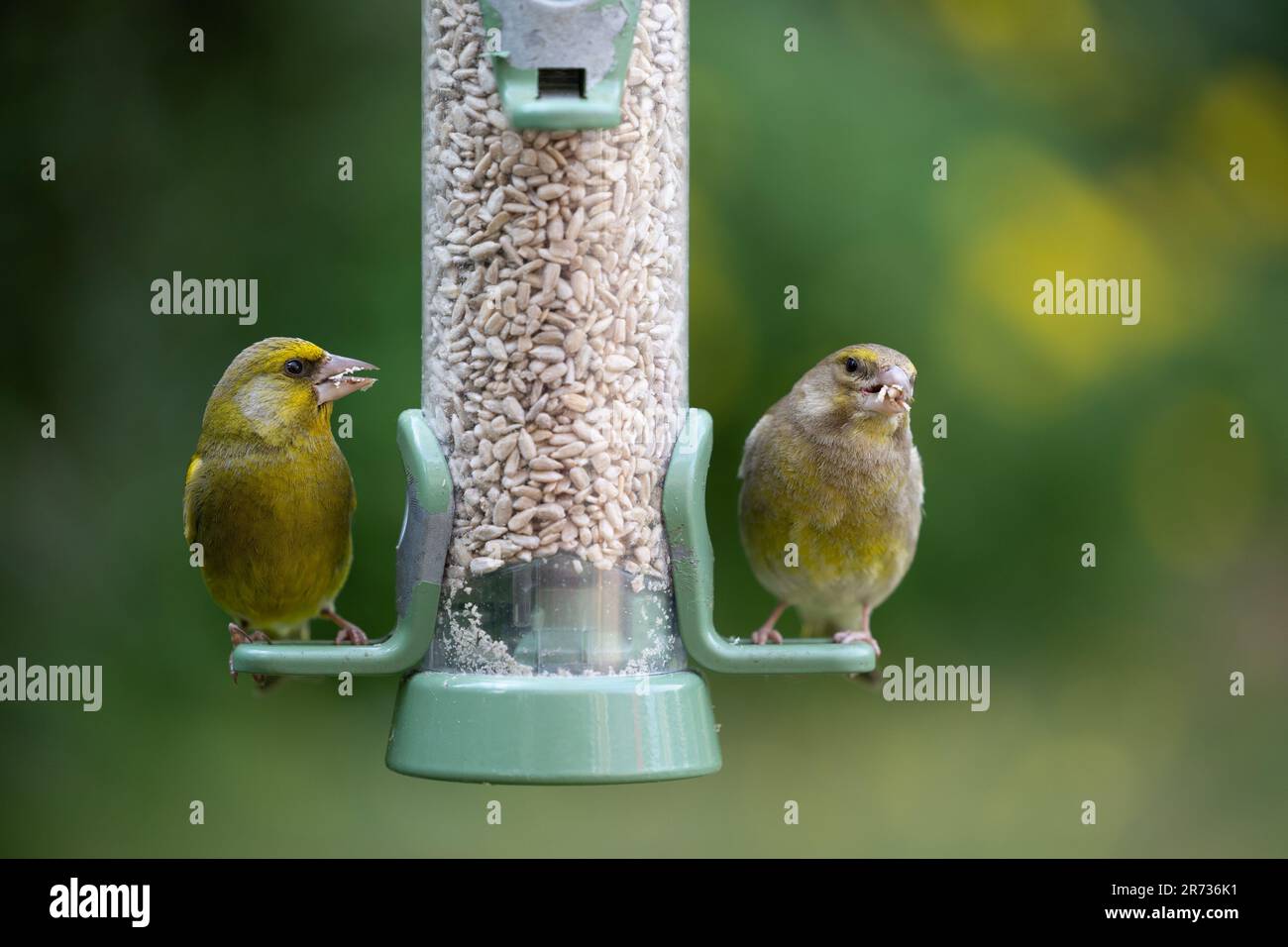 Pair of greenfinches hi-res stock photography and images - Alamy