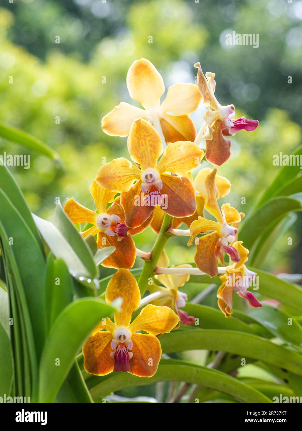 A beautiful Vanda M.V. Tannins orchid with yellow and red flowers on a sunny morning. Stock Photo