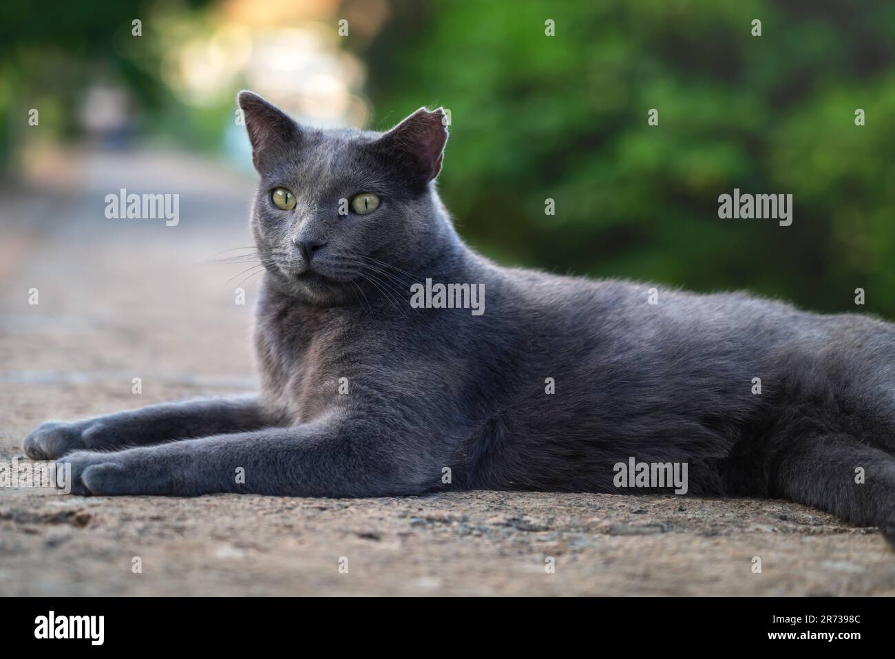 Dark Grey Cat with missing ear tip Stock Photo