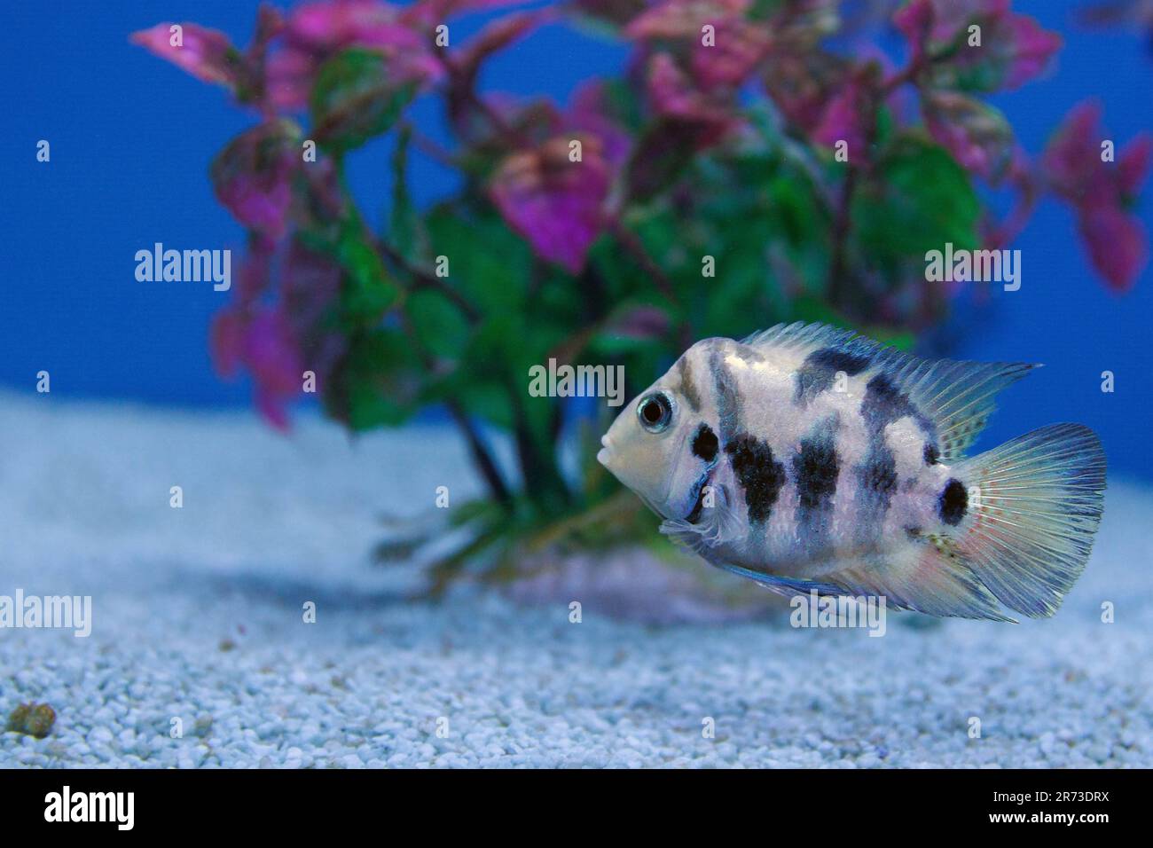 The convict cichlid fish - (Amatitlania nigrofasciata) Stock Photo