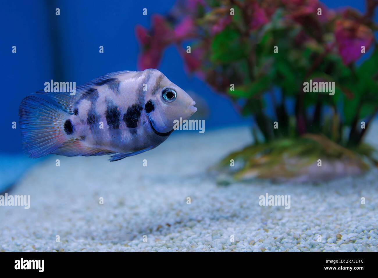 The convict cichlid fish - (Amatitlania nigrofasciata) Stock Photo