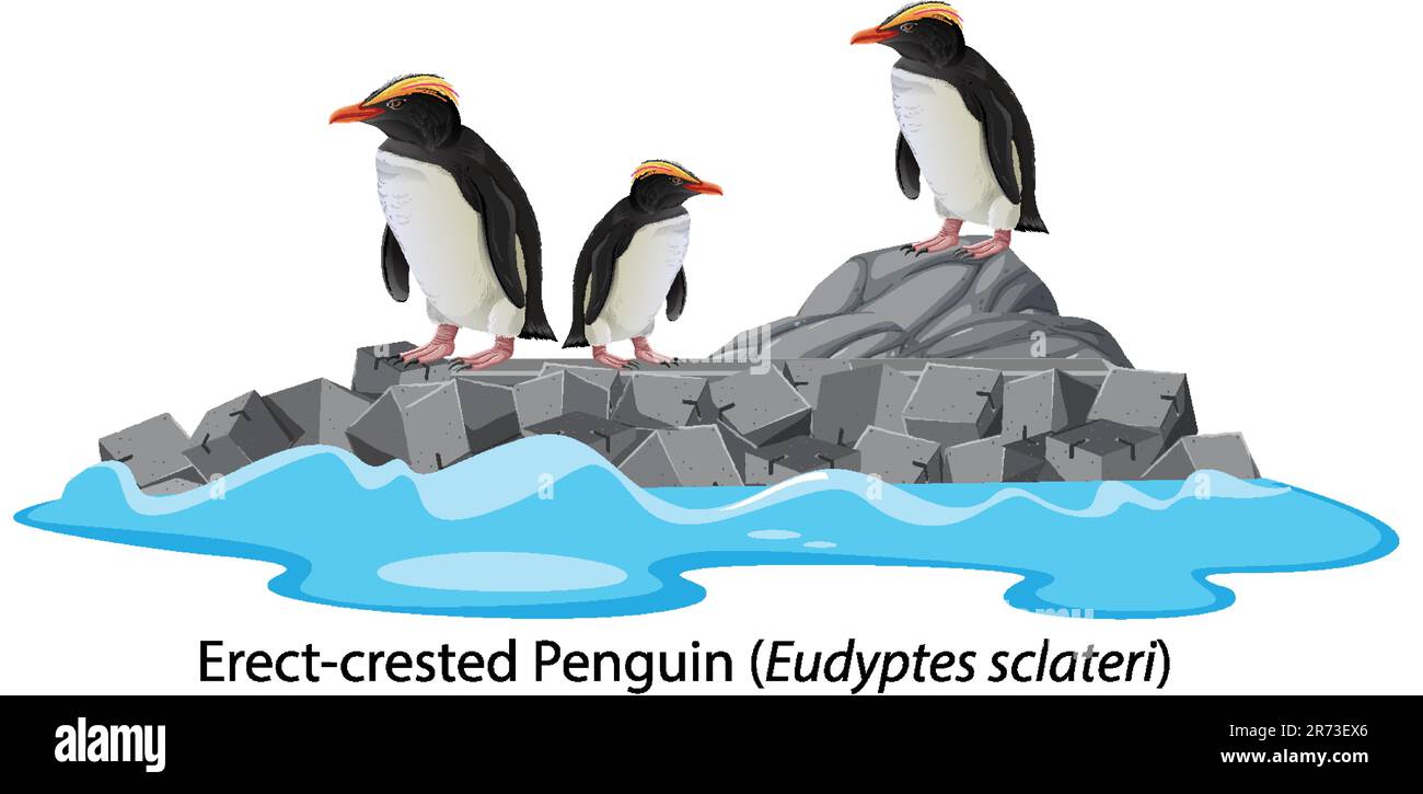 Erect-crested penguin cartoon on the rock illustration Stock Vector