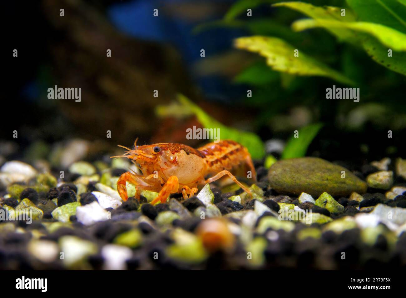Orange crayfish in freshwater aquarium - Cambarellus patzcuarensis Stock Photo