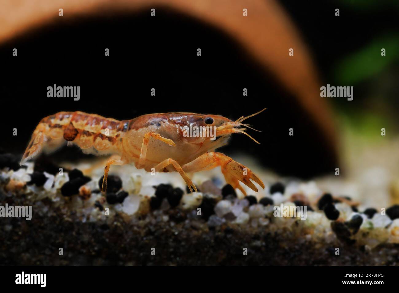 Orange crayfish in freshwater aquarium - Cambarellus patzcuarensis Stock Photo