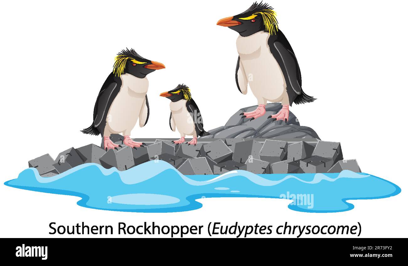 Southern rockhopper penguin cartoon on the rock illustration Stock