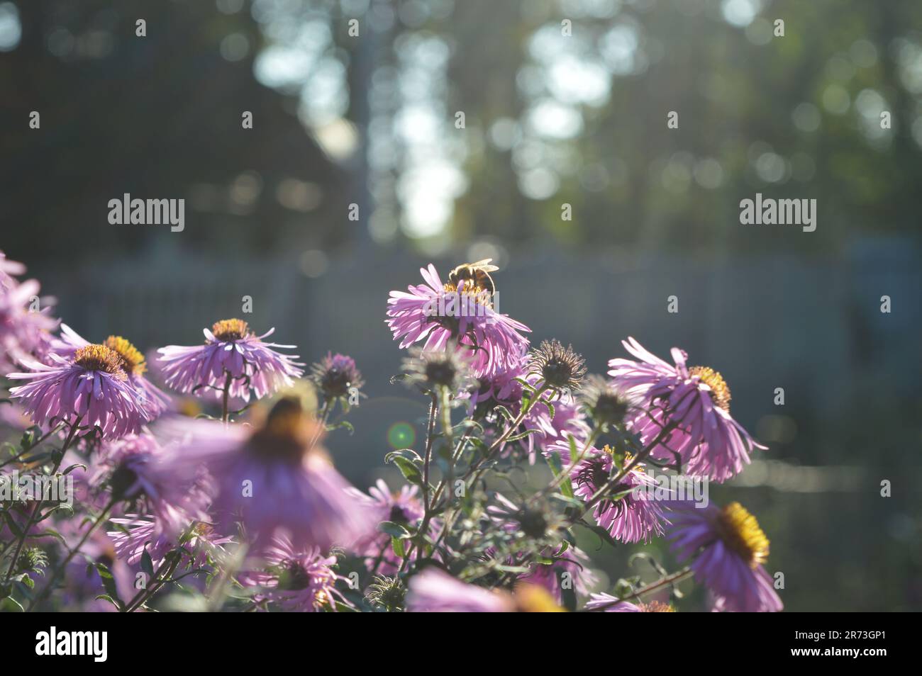 Bee and butterfly and garden hi-res stock photography and images - Alamy