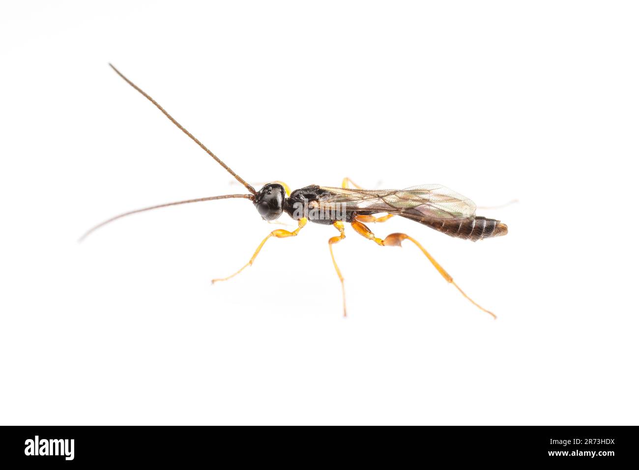 Ichneumonid Wasp (Odontocolon sp.) - Male, isolated on white background ...