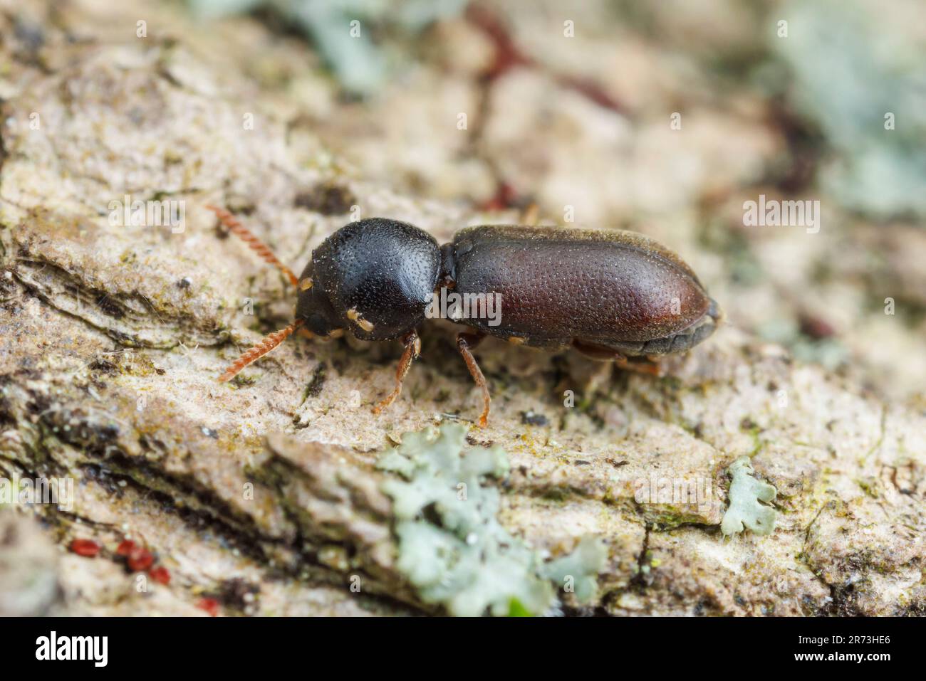 Death-watch Beetle (Ptilinus ruficornis) - Female Stock Photo