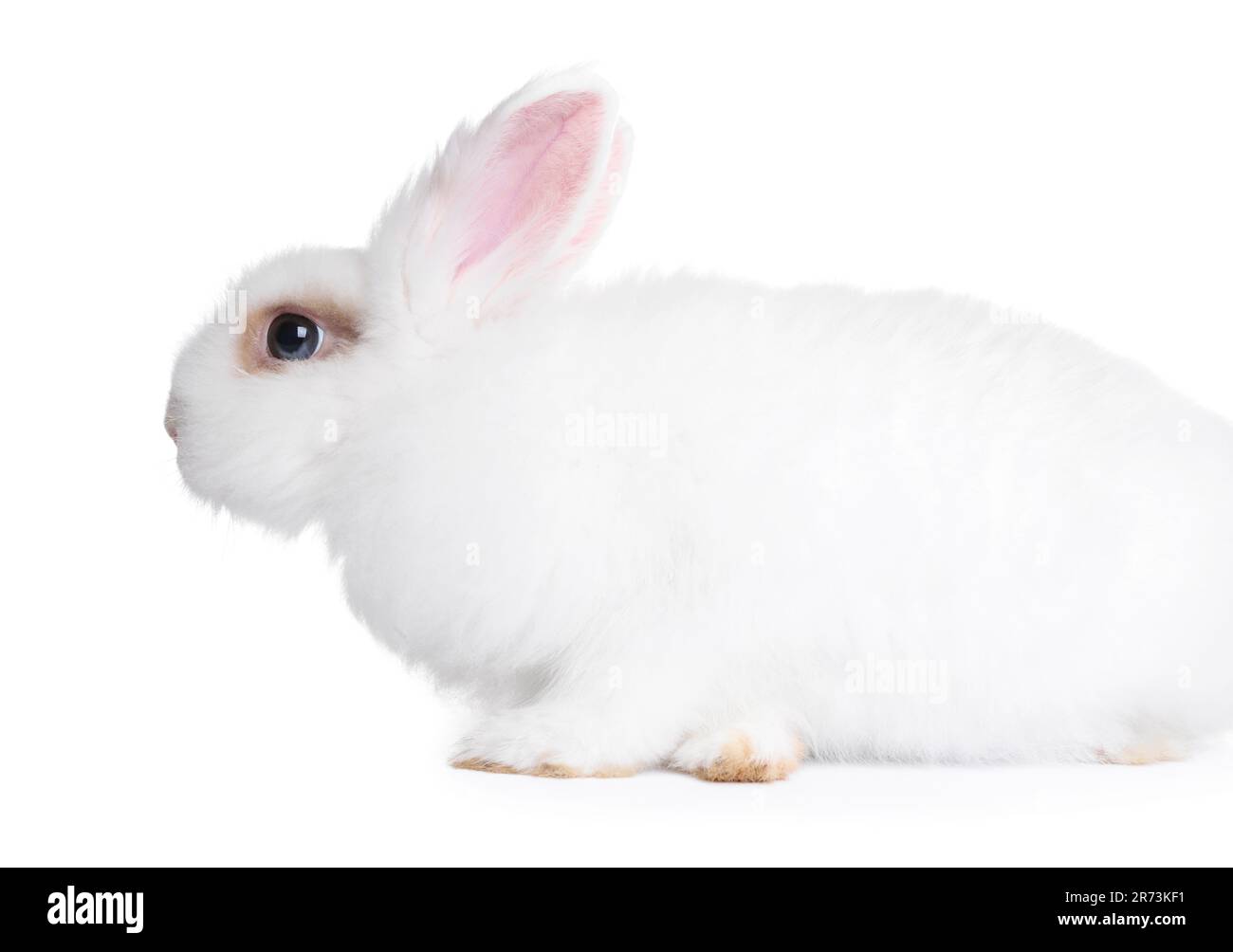 Fluffy rabbit on white background. Cute pet Stock Photo - Alamy