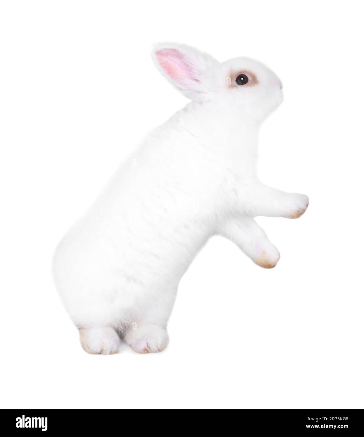Fluffy rabbit on white background. Cute pet Stock Photo - Alamy