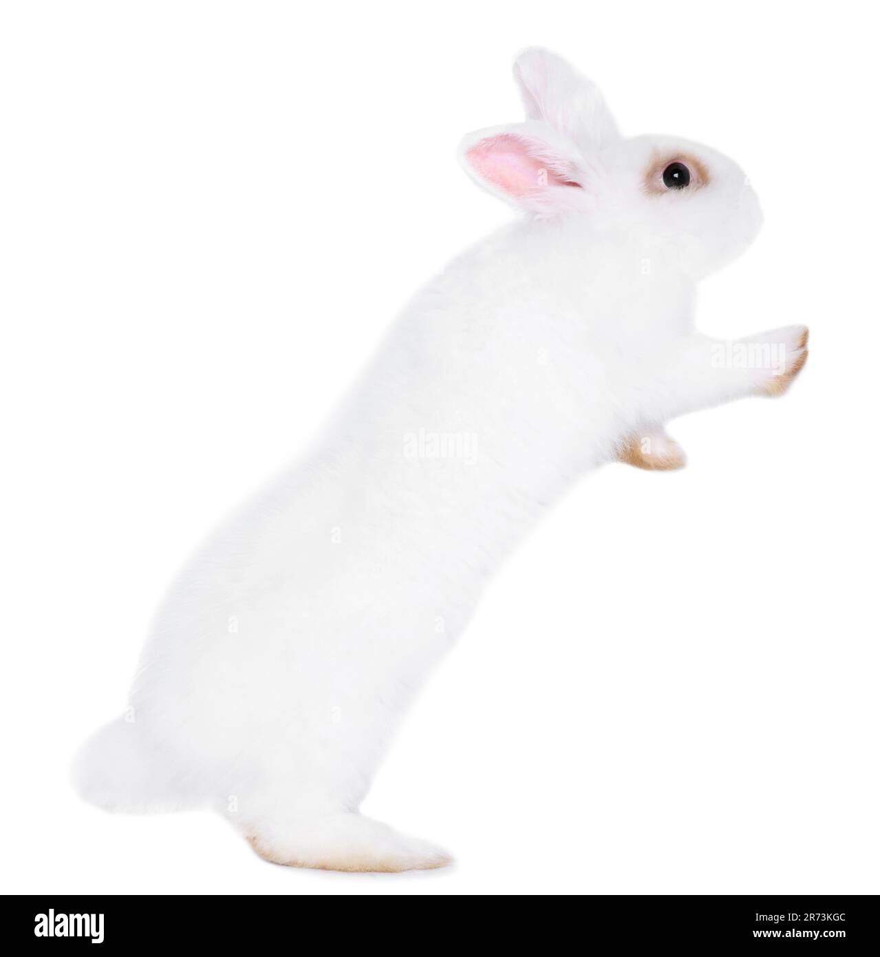 Fluffy rabbit on white background. Cute pet Stock Photo - Alamy