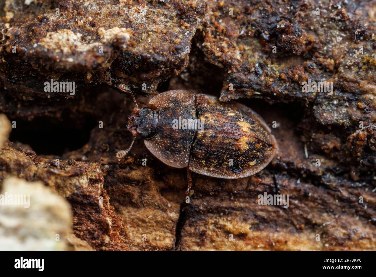 Sap-feeding Beetle (Lobiopa undulata) Stock Photo