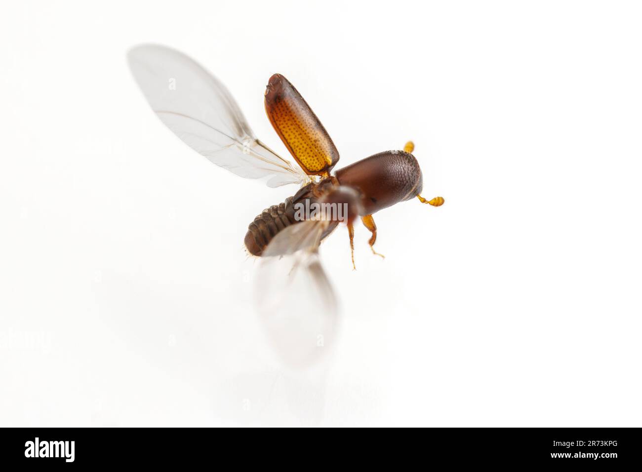 Bark Beetle (Monarthrum mali), isolated on white background. Stock Photo