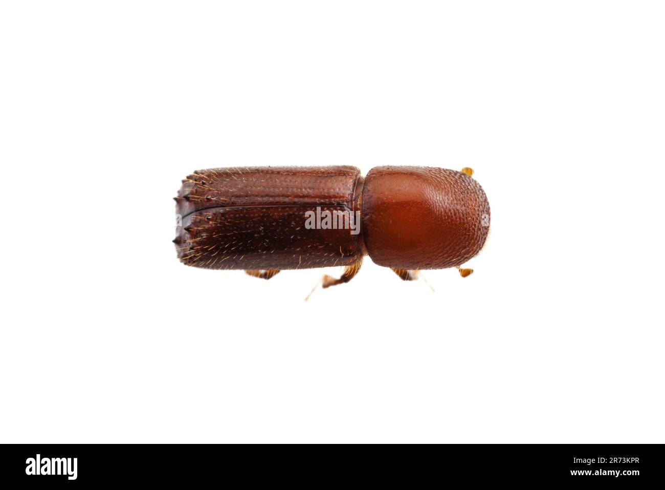 Bark Beetle (Xyleborus celsus), isolated on white background. Stock Photo