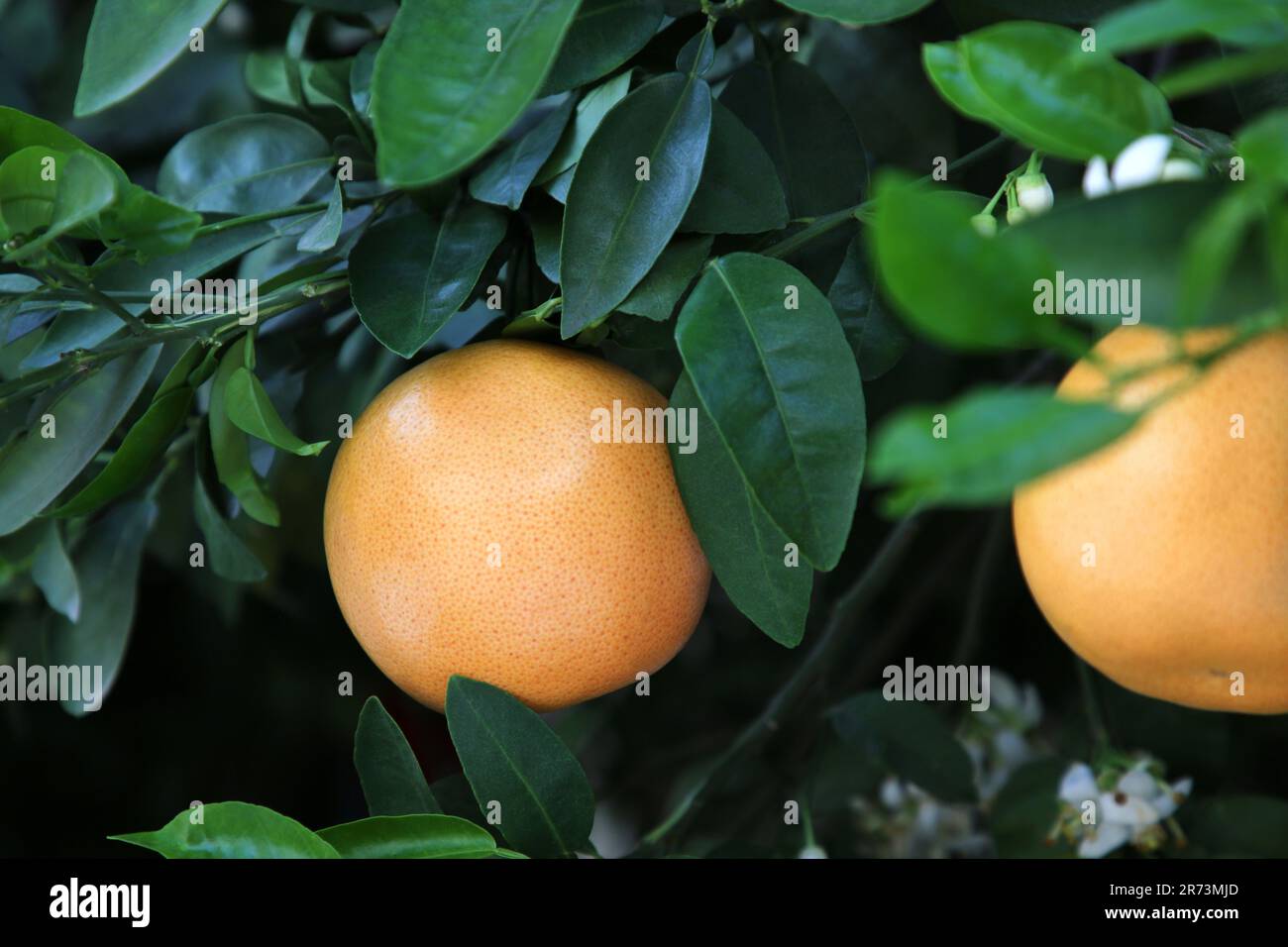 Ripening grapefruits growing on tree in garden Stock Photo