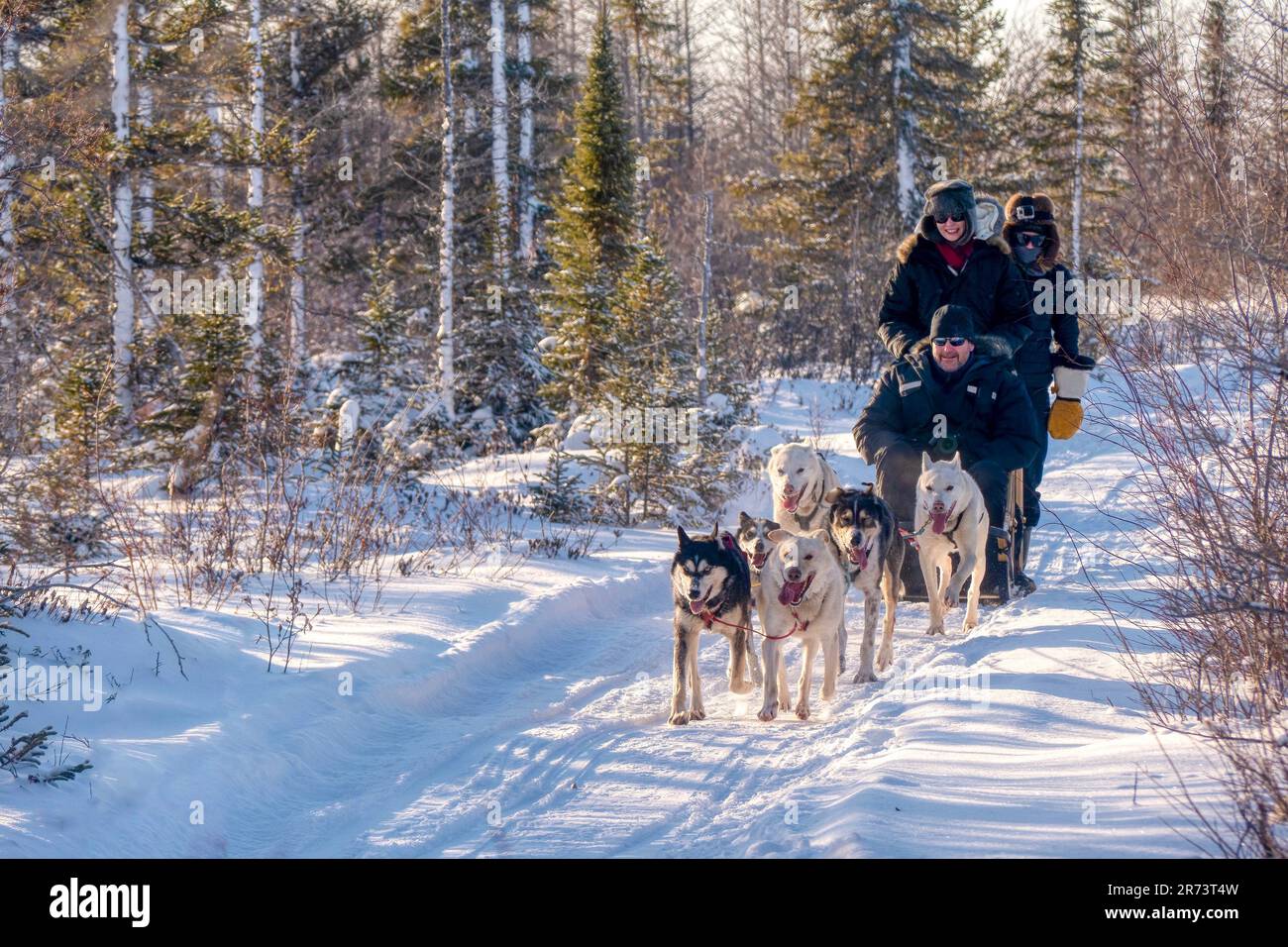 Churchill, Manitoba, Canada - Nov 13, 2014. A team of six sled dogs pulls two tourists and a musher on a snowy trail in a boreal forest. Stock Photo