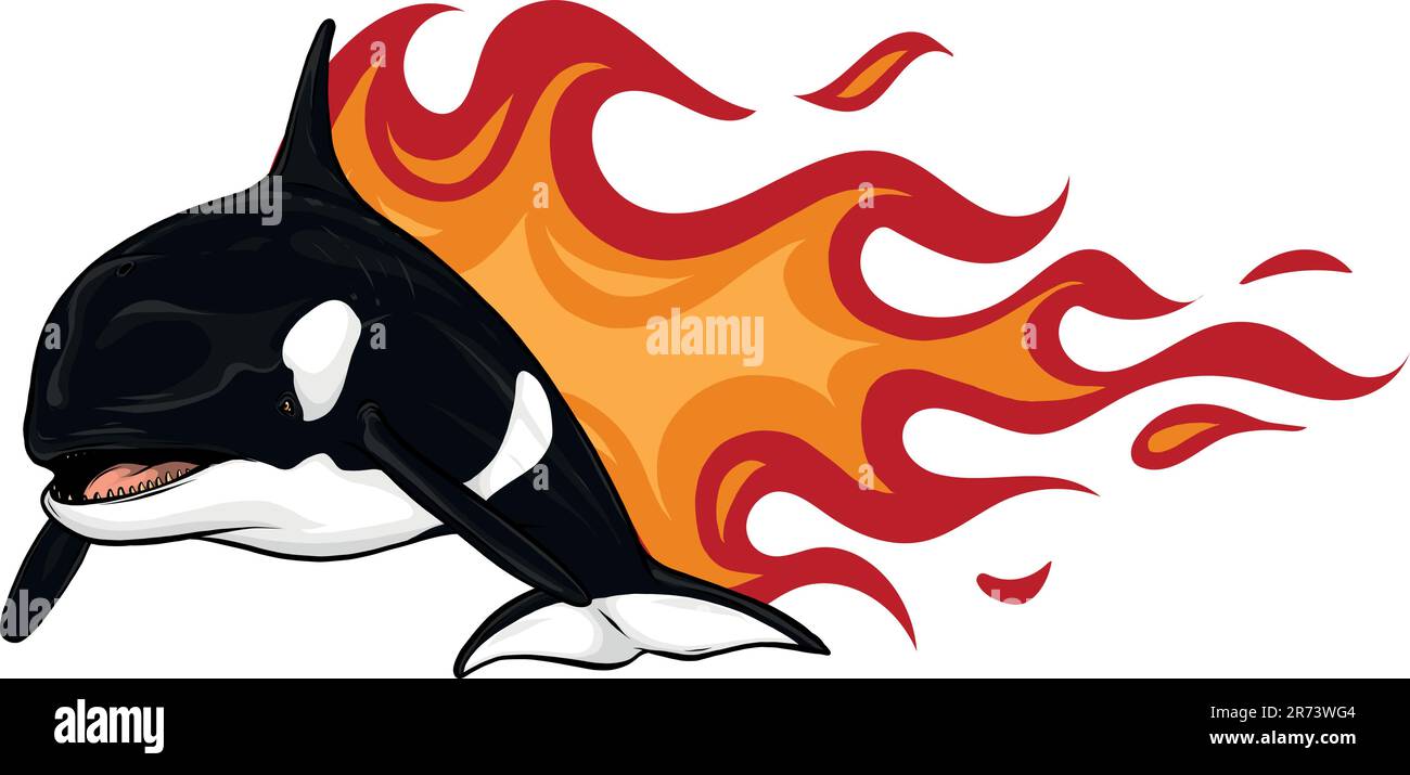 Killer Whale or Orca vector illustration design Stock Vector