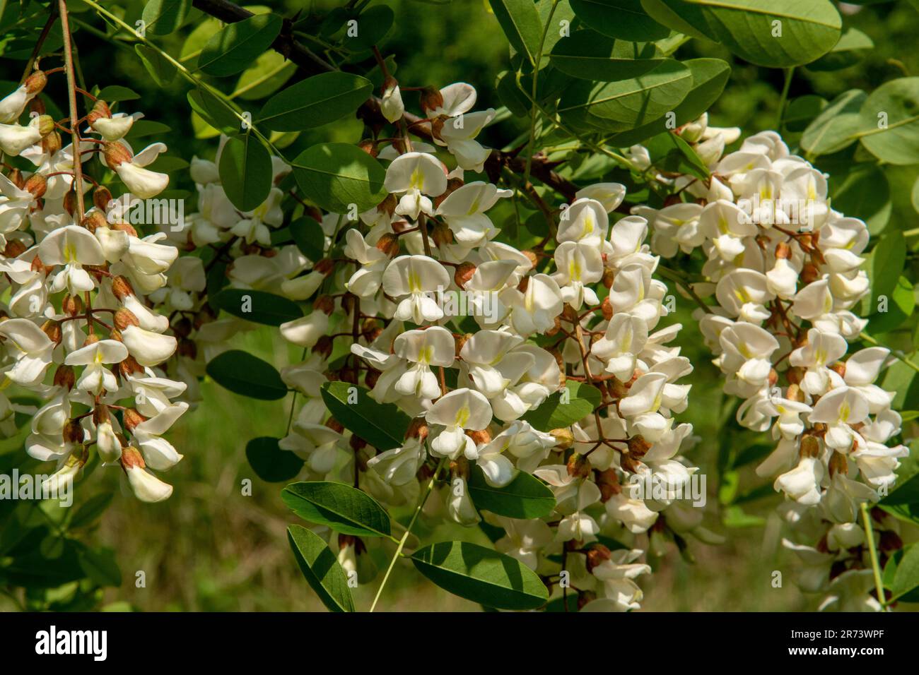Black locust tree blooming in the spring. Robinia pseudoacacia white flowers. Stock Photo