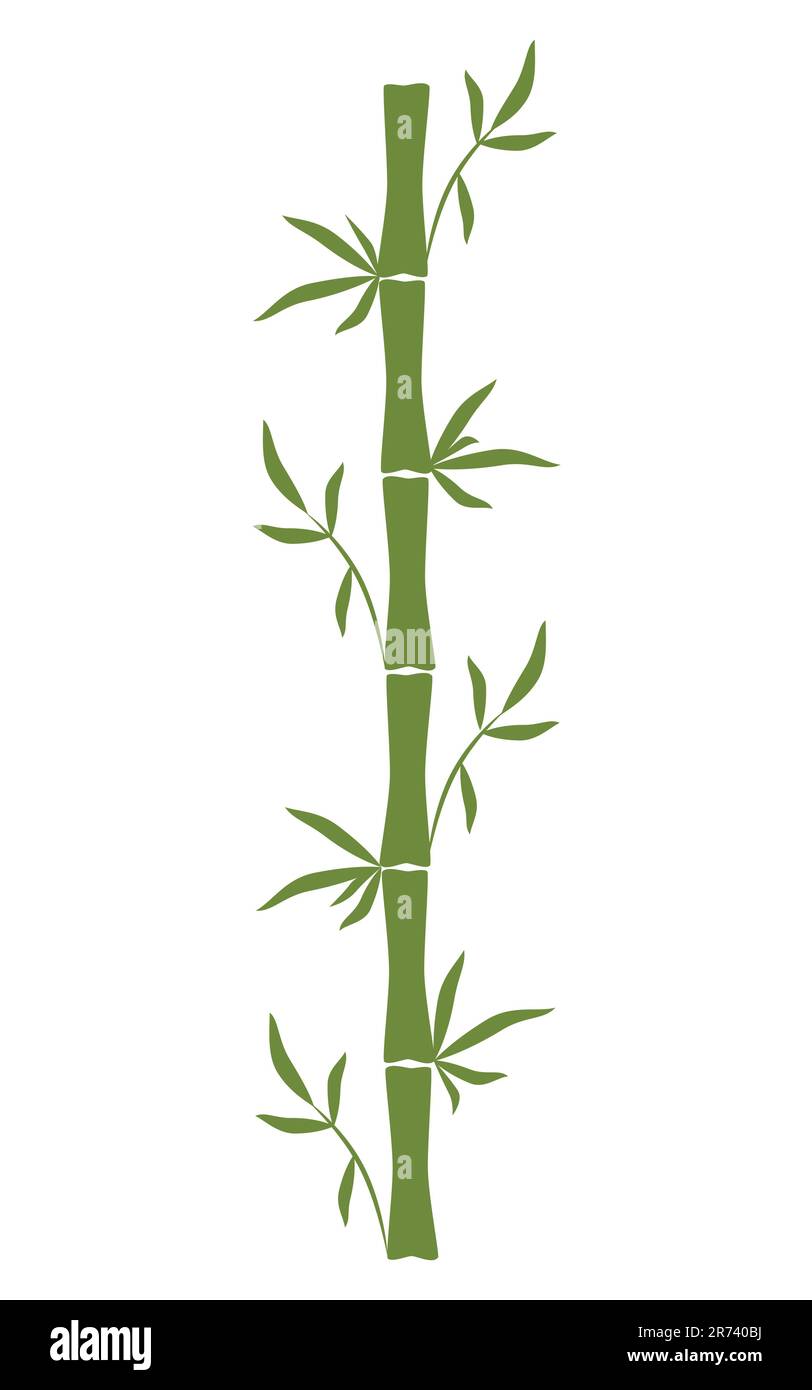 Green Bamboo stem and leaves Hand-drawn vector illustration Isolated on white background Stock Vector