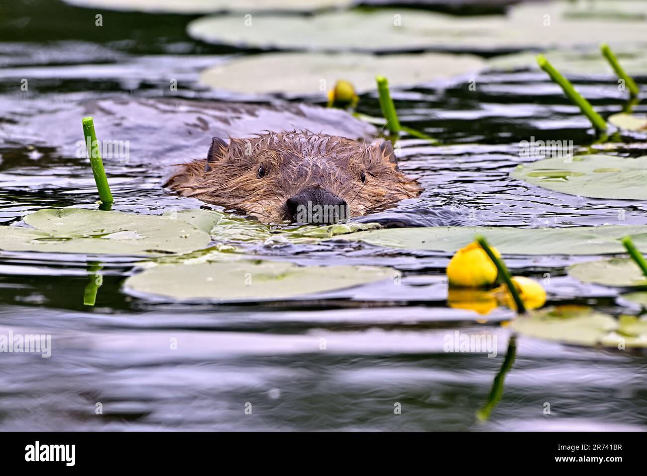 An adult beaver 'Castor canadensis', swimming through the lily pad water plants in a lake in rural Alberta Canada Stock Photo