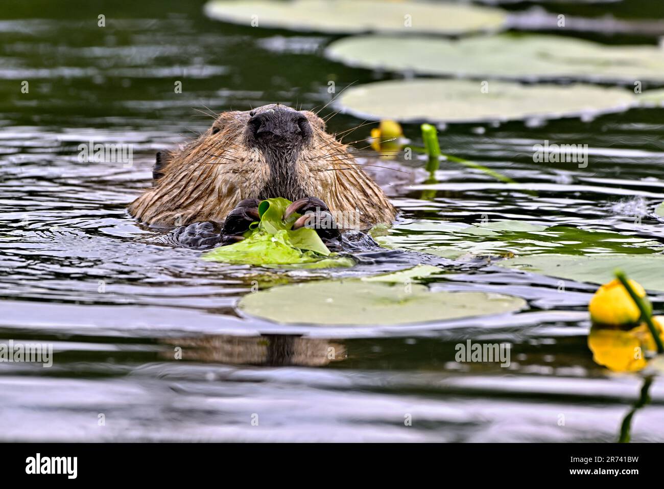An adult beaver 'Castor canadensis', feeding on the lily pad water plants in a lake in rural Alberta Canada Stock Photo