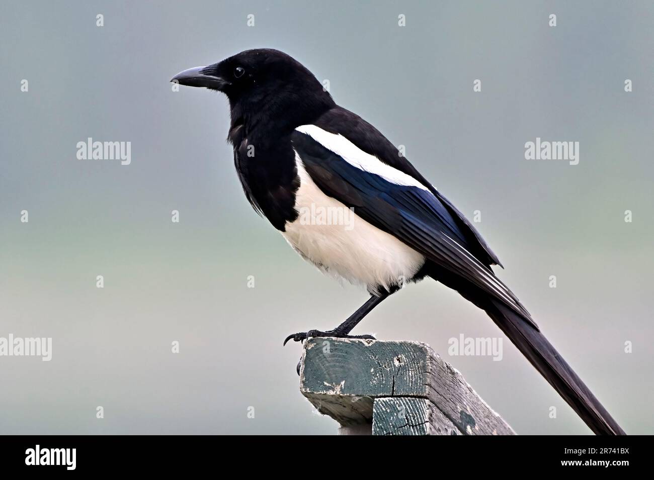 A Black-billed Magpie 'Pica pica', perched on an outdoor railing. Stock Photo