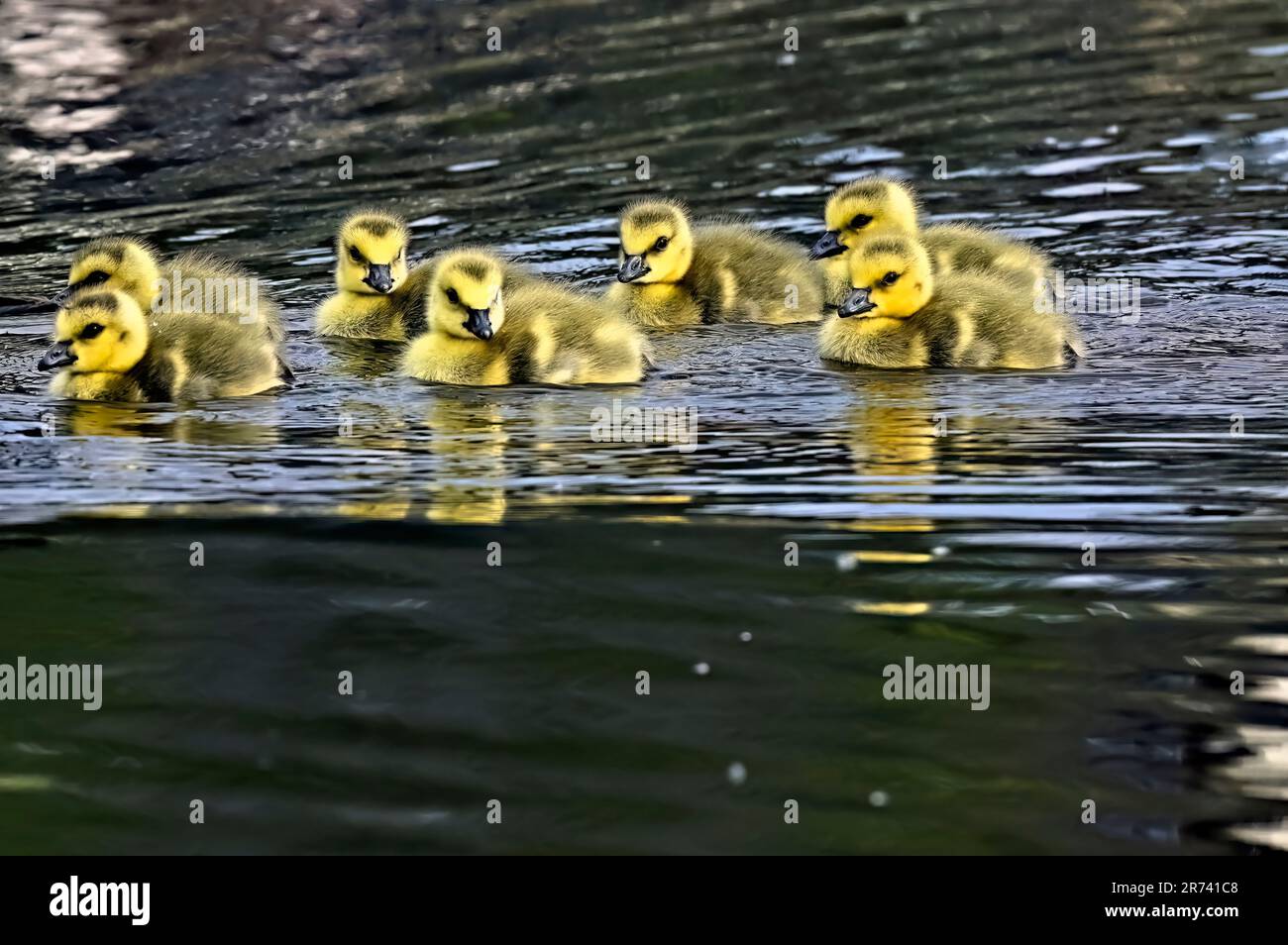 A group of Canada Goose goslings (Branta canadensis); swimming in a wetland marsh in rural Alberta Canada Stock Photo