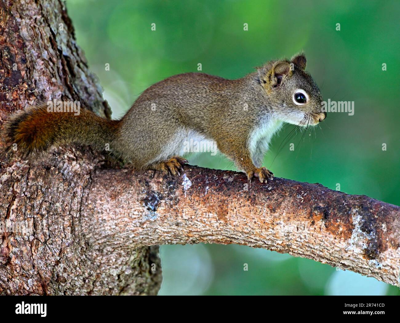 A side view of a red squirrel Tamiasciurus hudsonicus, perched on a spruce tree branch Stock Photo