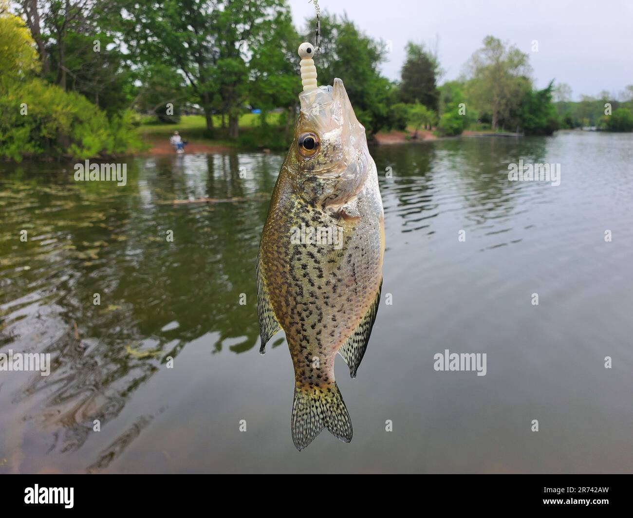A beautiful crappie on a line and a hook with a white plastic worms Stock Photo