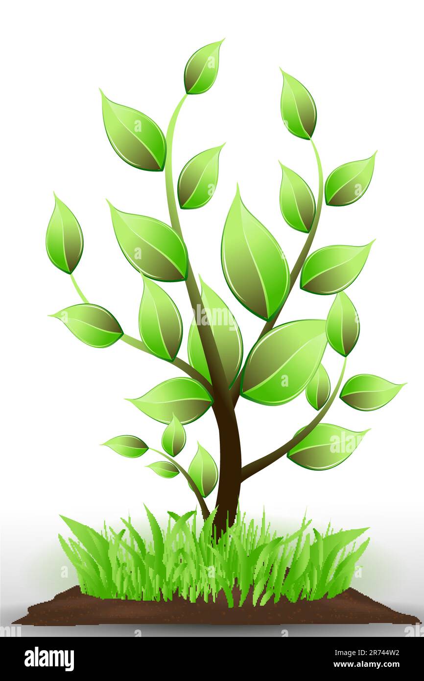 illustration of natural tree on white background Stock Vector Image ...