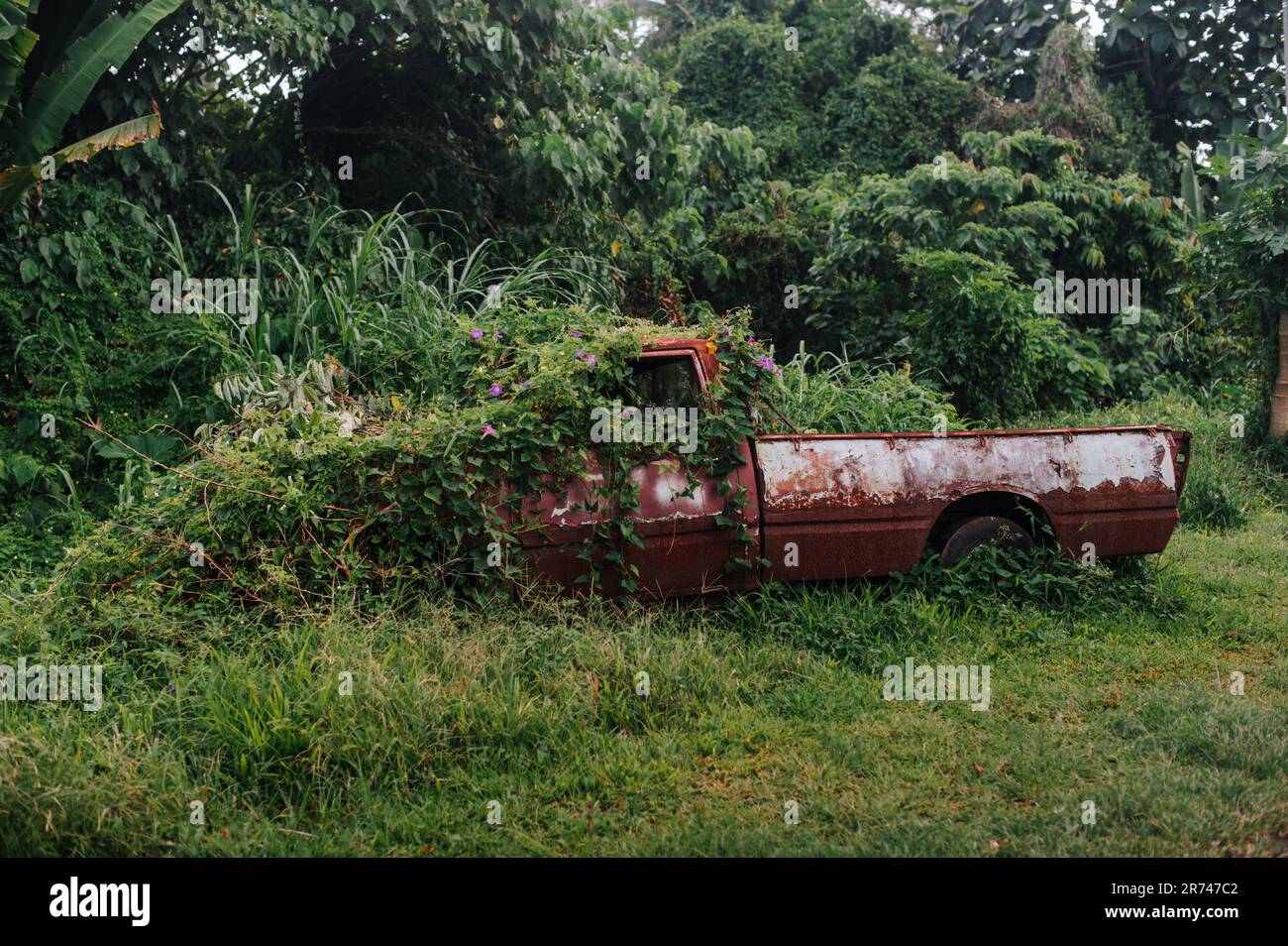 Abandoned truck overgrown wheel hi-res stock photography and images - Alamy