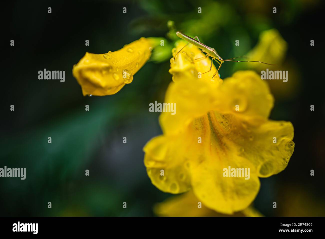 Yellow elder flower with rainy day and rain drops in morning, Also called Yellow Ttrumpetbush,Yellow bells,Ginger-thomas, Nature background, Thailand. Stock Photo
