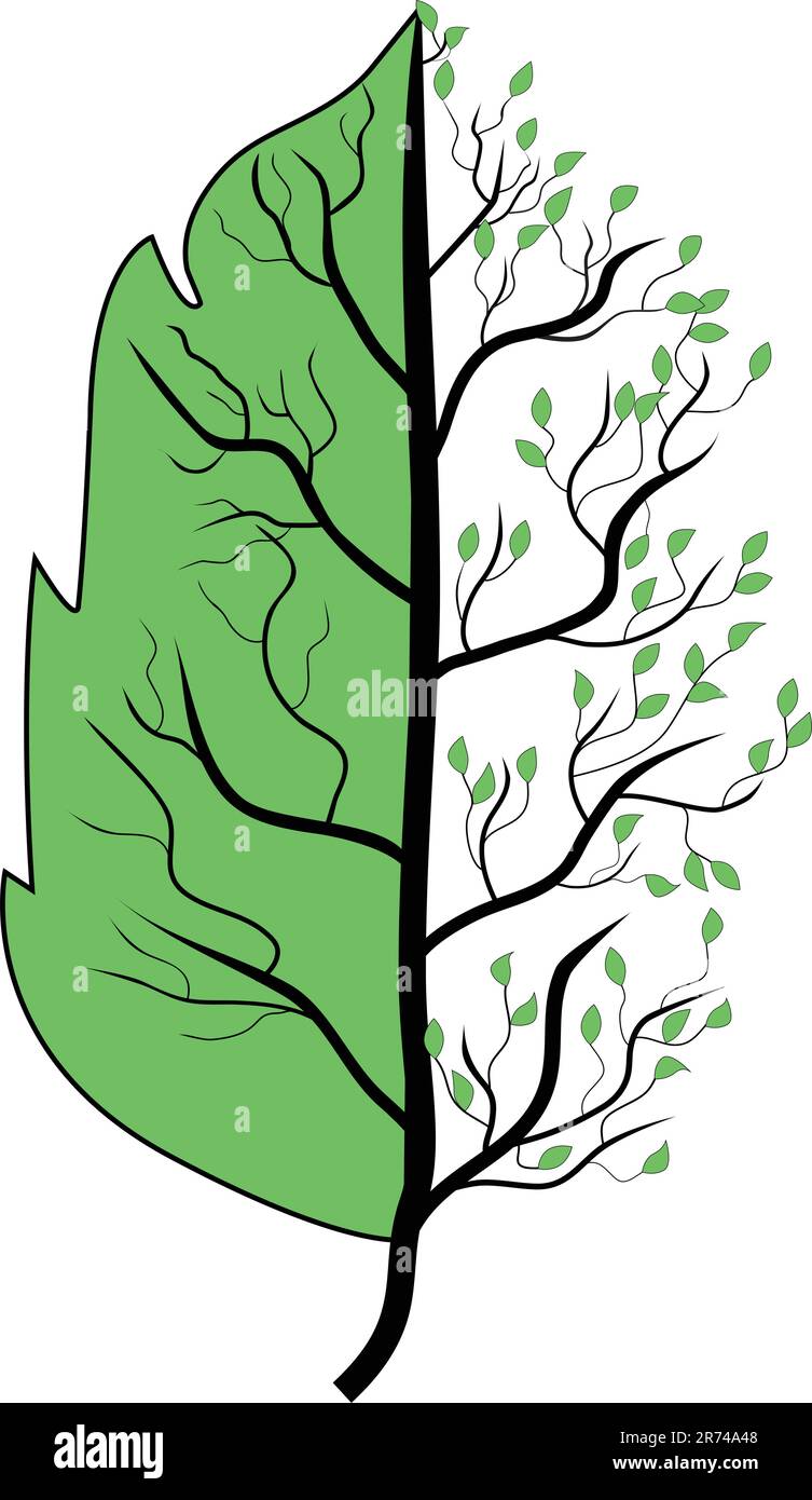 The image of a sheet of a tree on one side and branches of a tree on other side of figure. Stock Vector