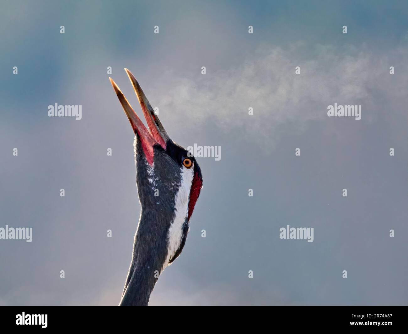 Common crane (Grus grus) in its natural environment Stock Photo