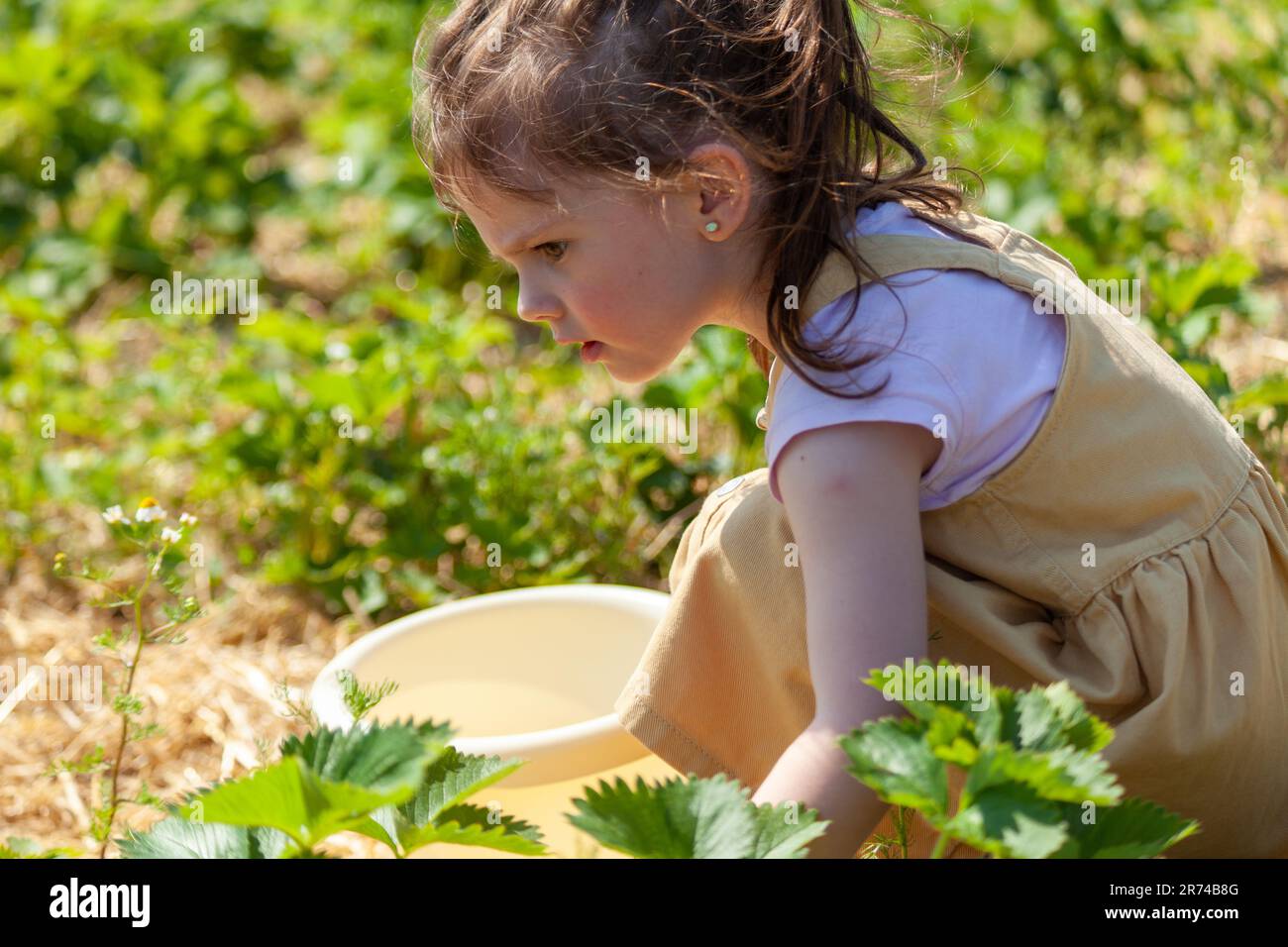 Little girl picking strawberries in the field on a sunny summer day ...